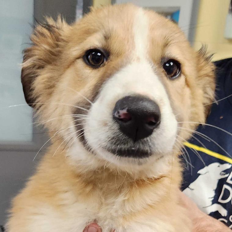 Sweet Tooth Pup: Baby