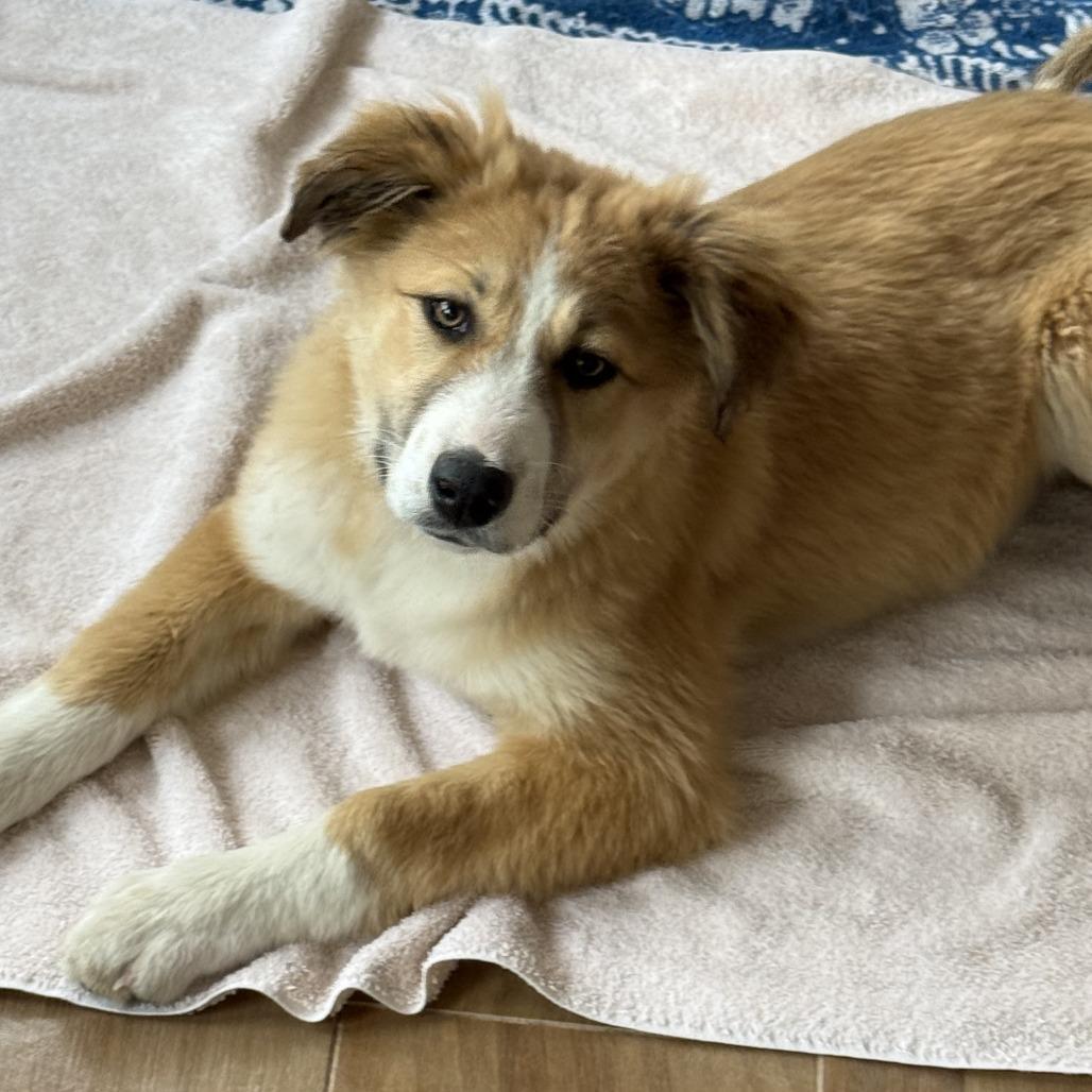 Sweet Tooth Pup: Mr.