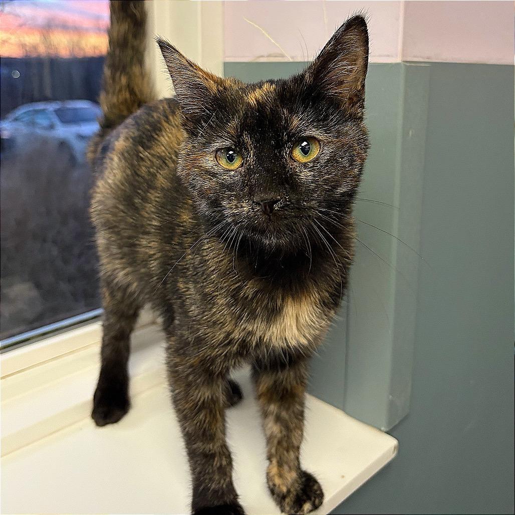 Carmel Pumpkin Swirl