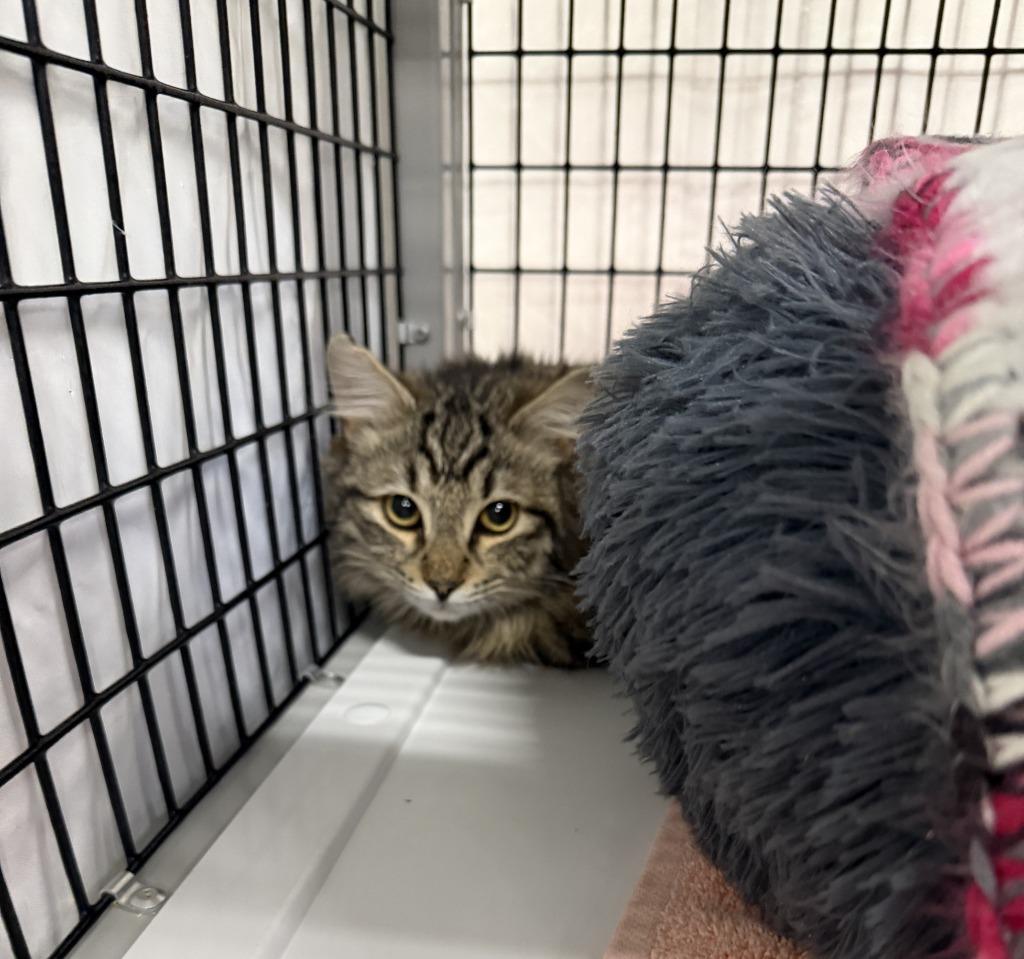 Dublin Mudslide photo 1