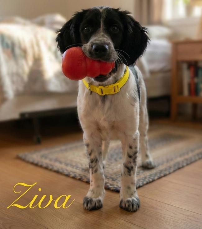 Ziva
