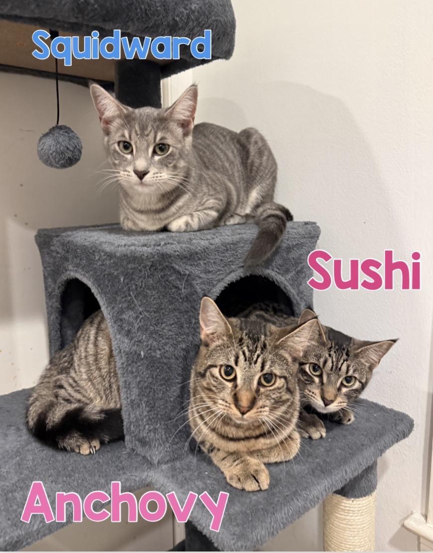 Sushi Squidward Anchovy