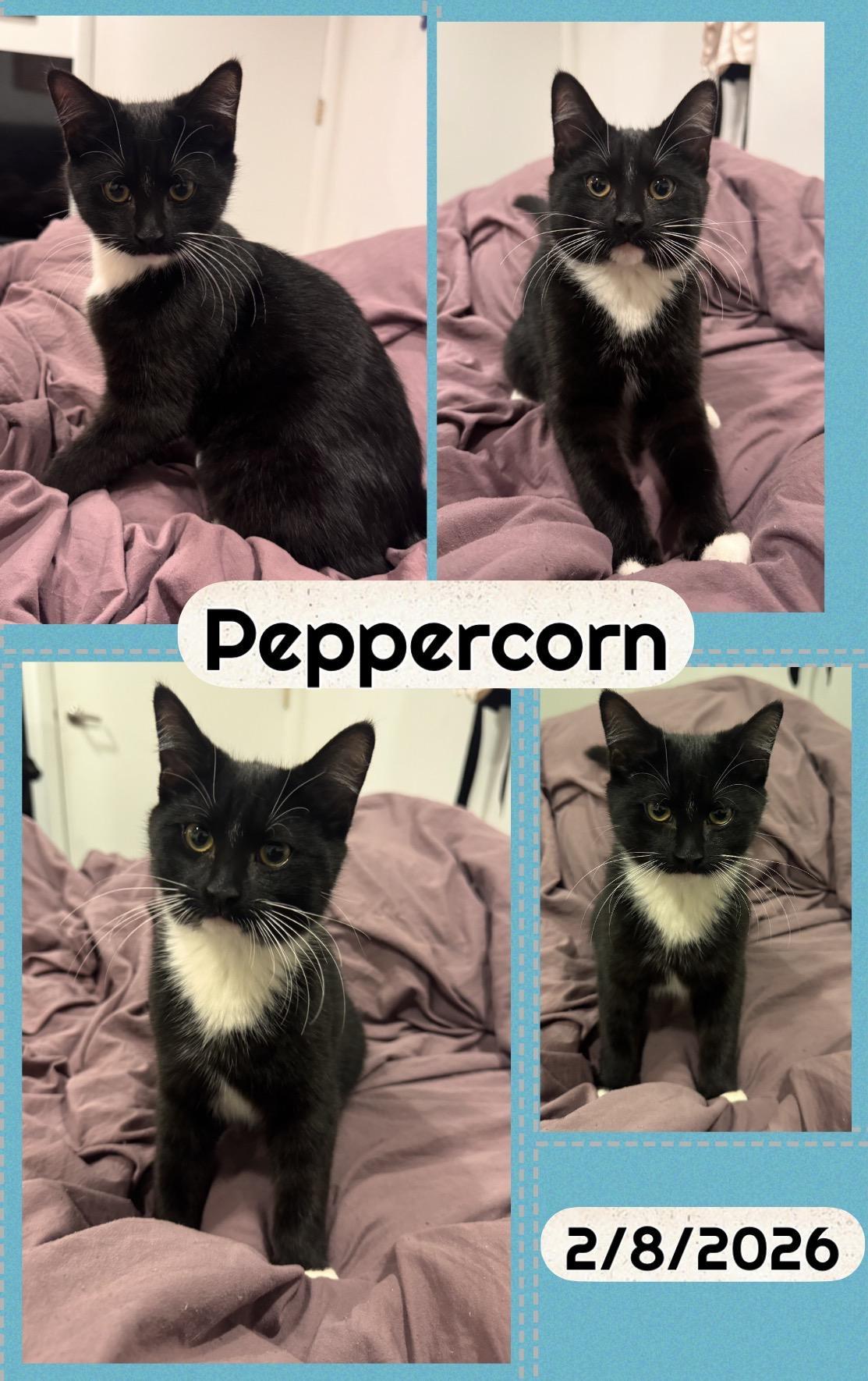 Peppercorn