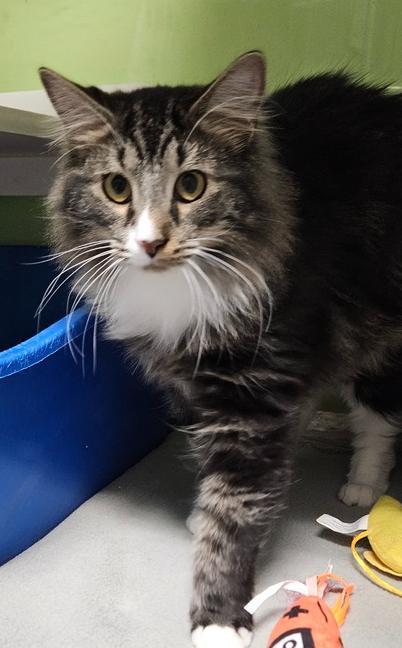 Sewing K Janome Working