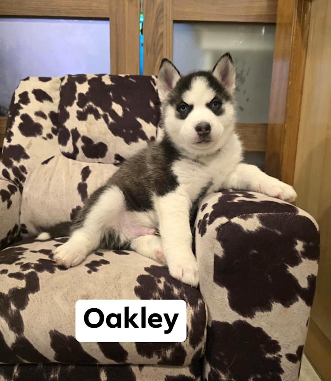 Oakley