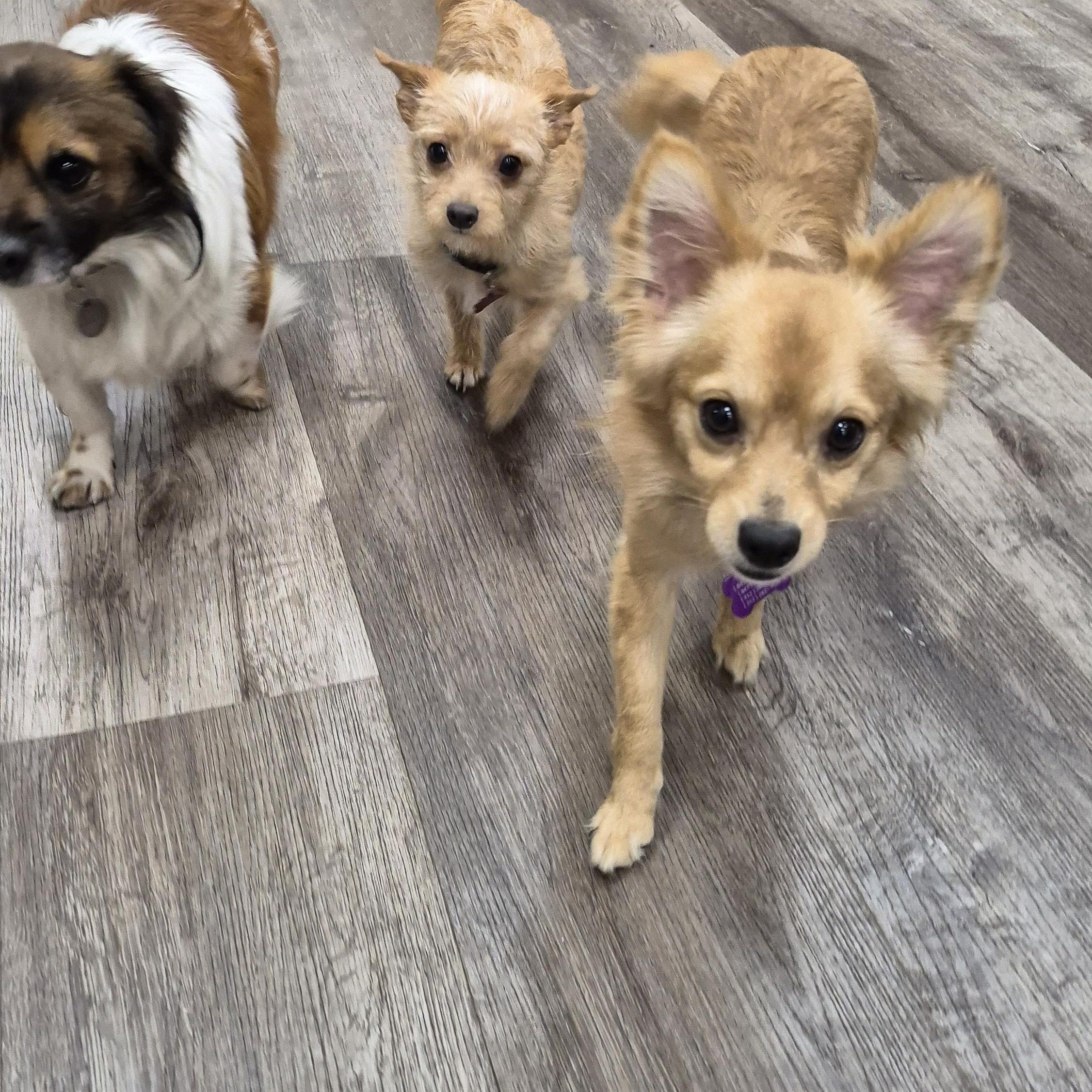 Stella W Friends! Luna