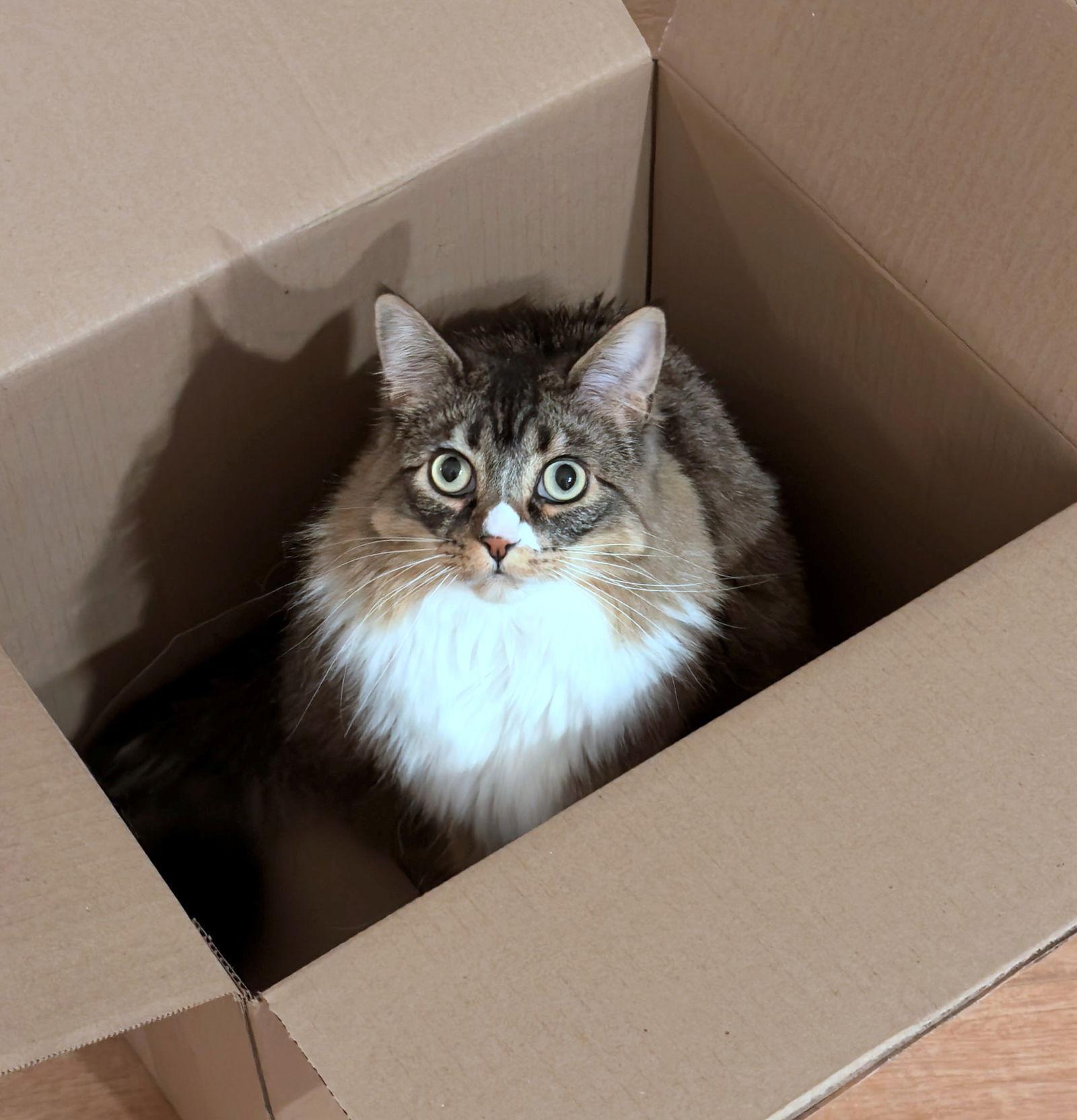 Francesca Offered By Owner