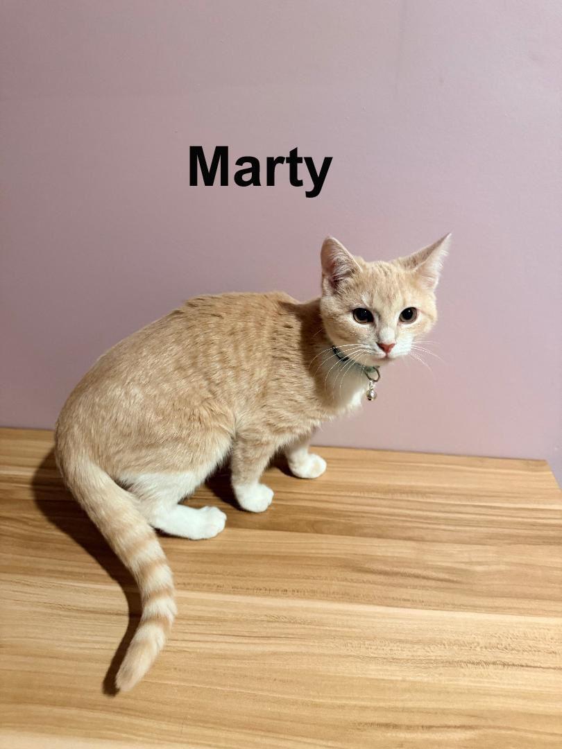 Marty Shes. Frenchie