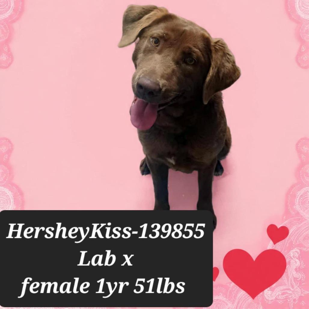 Hersheykiss