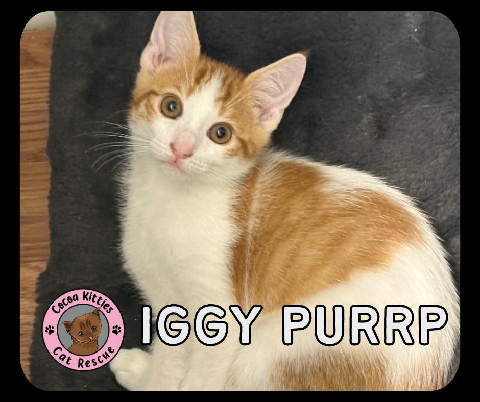 Iggy Purrp
