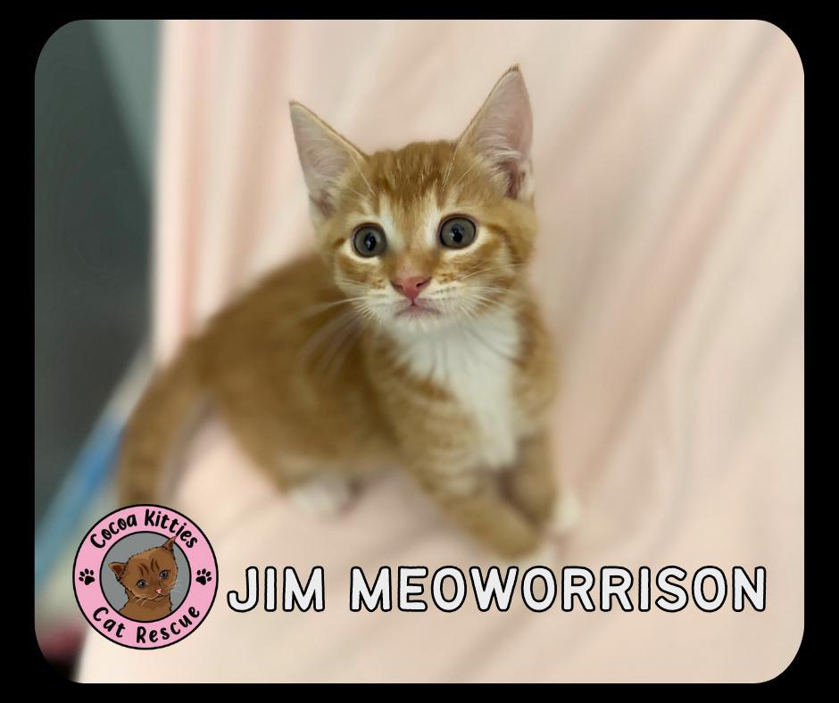Jim Meoworrison