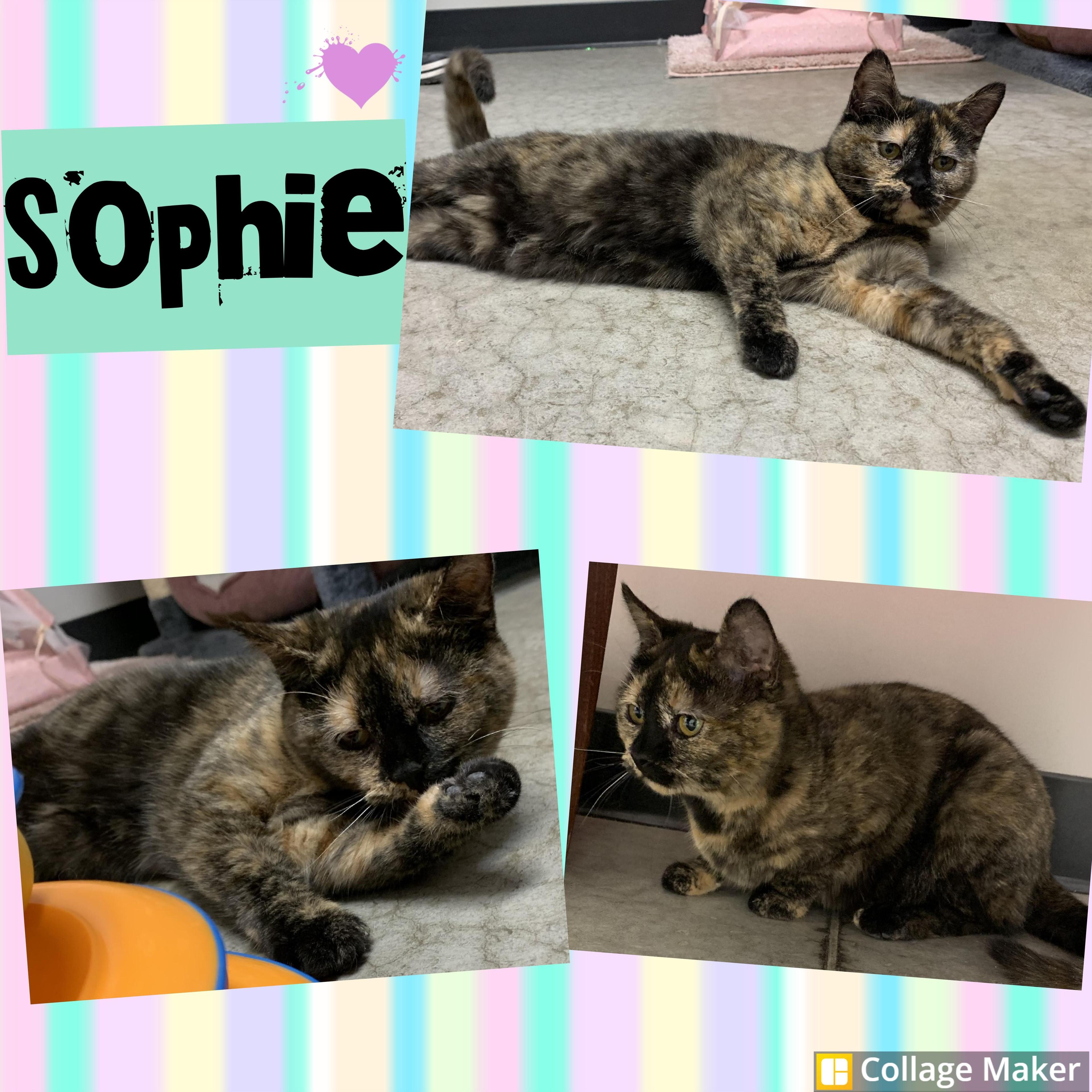 Sophie