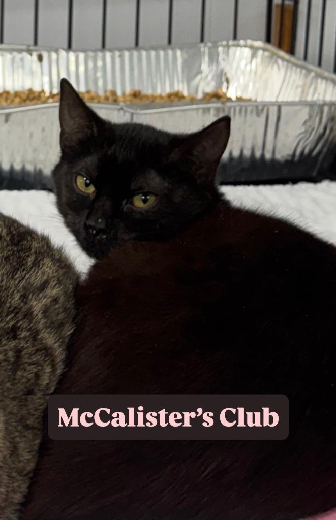 Mcalister's Club