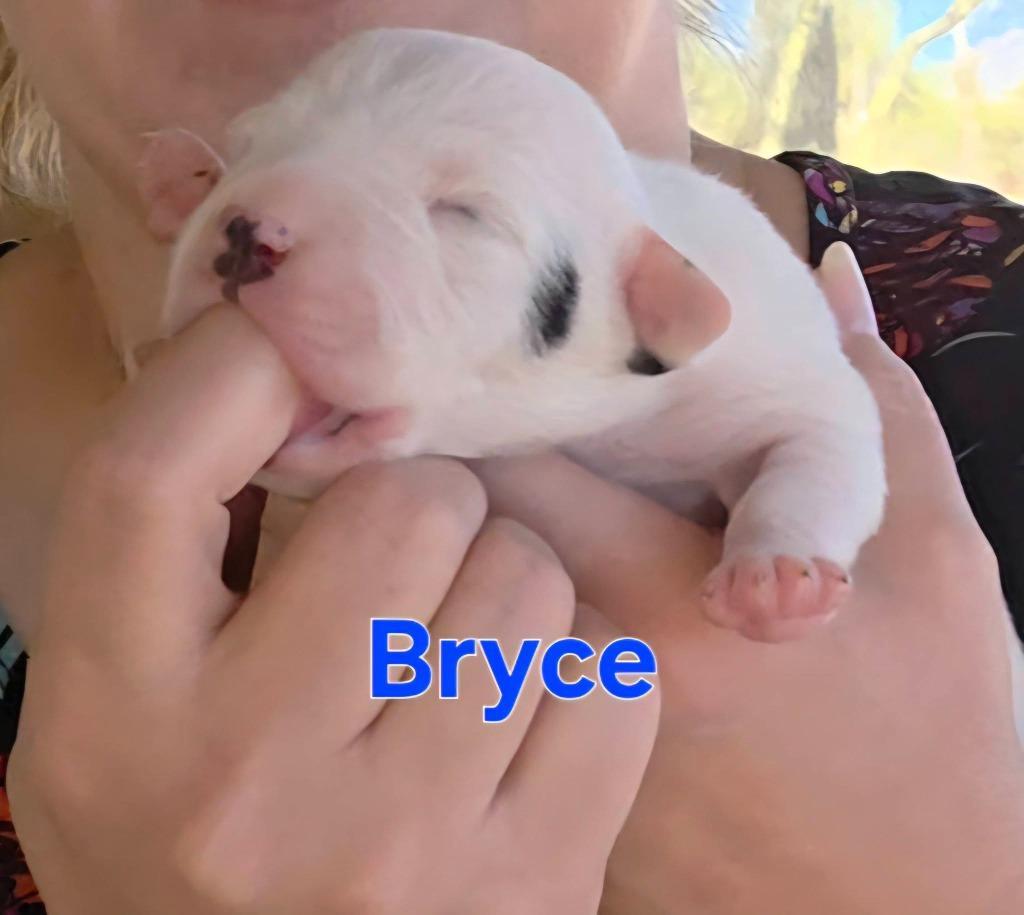 Bryce