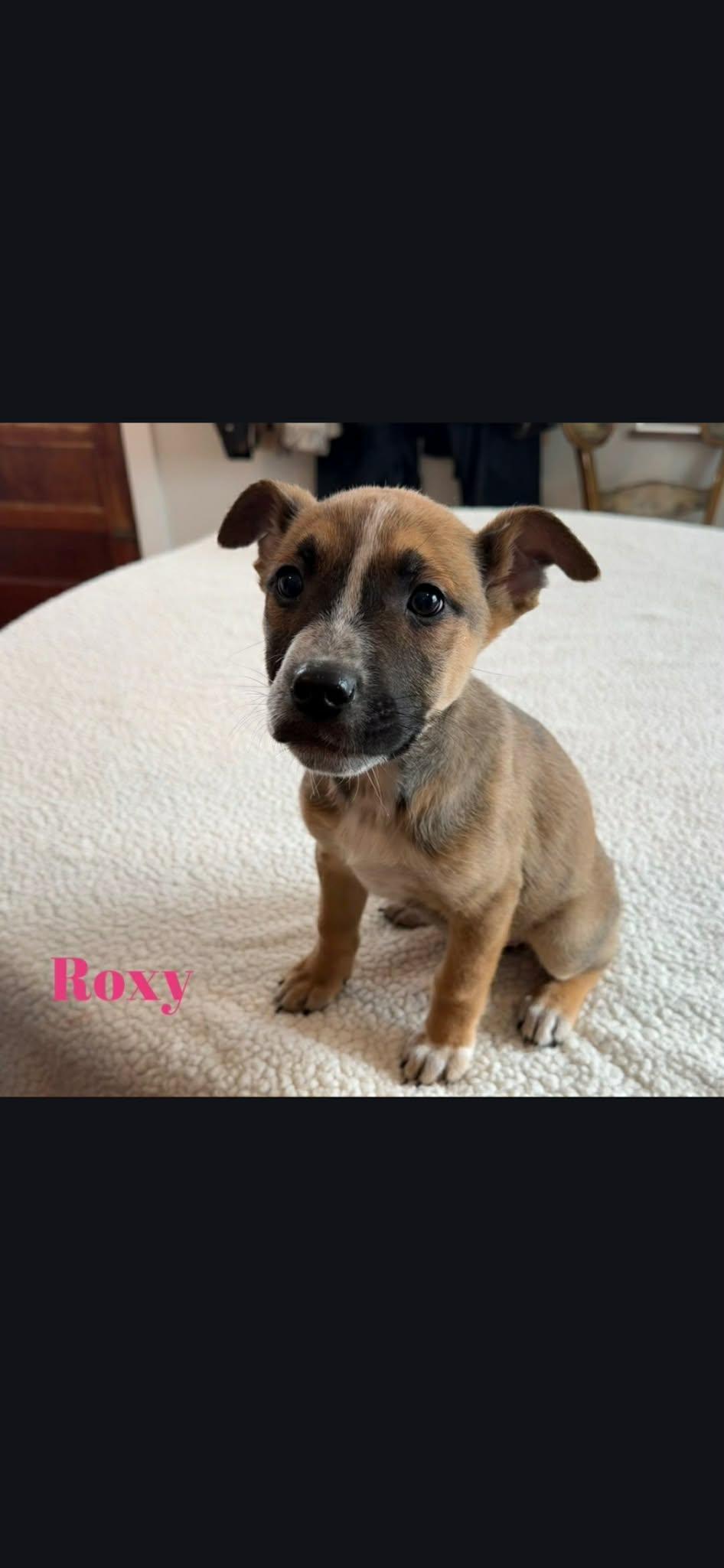 Roxy