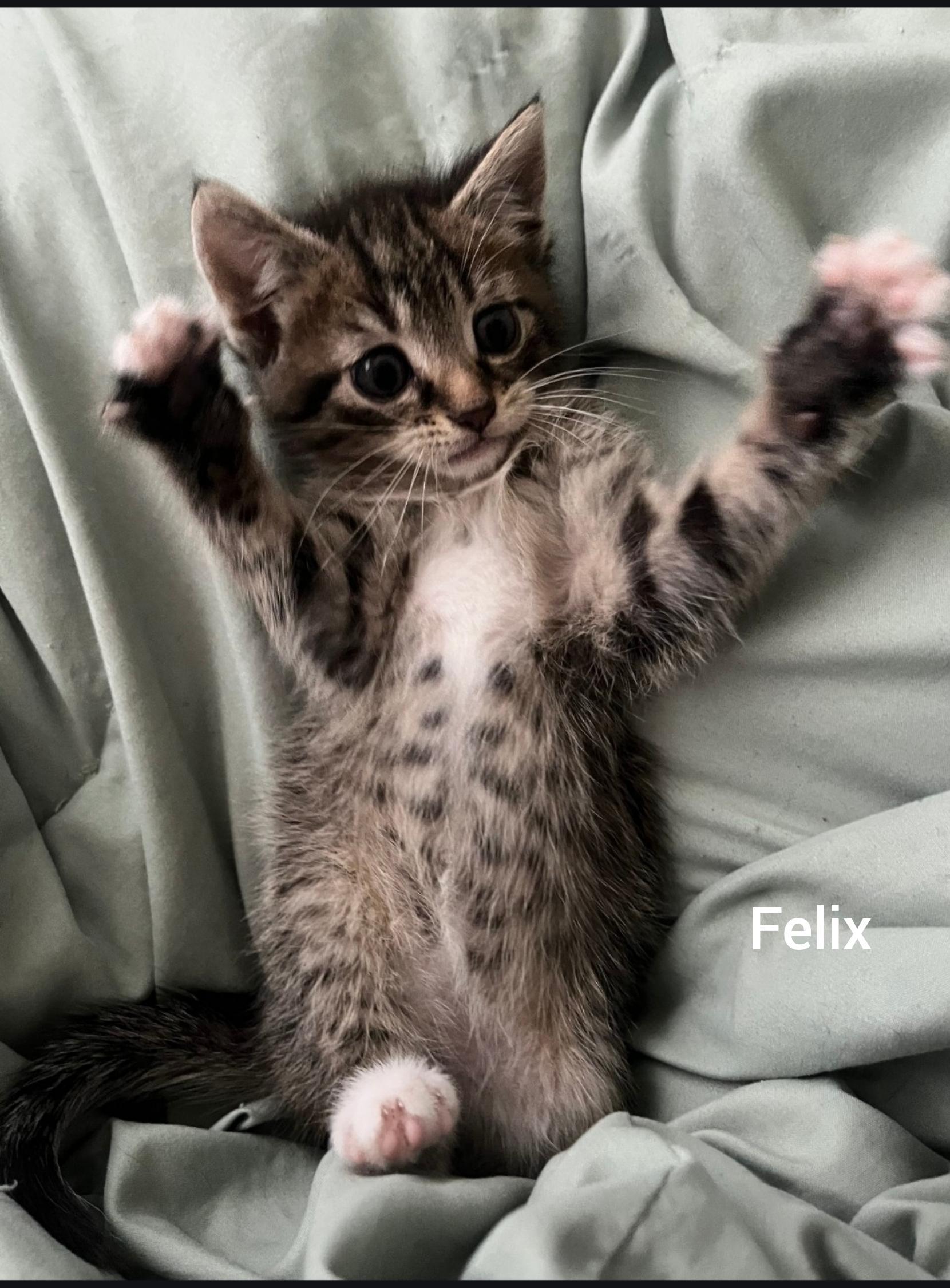 Felix
