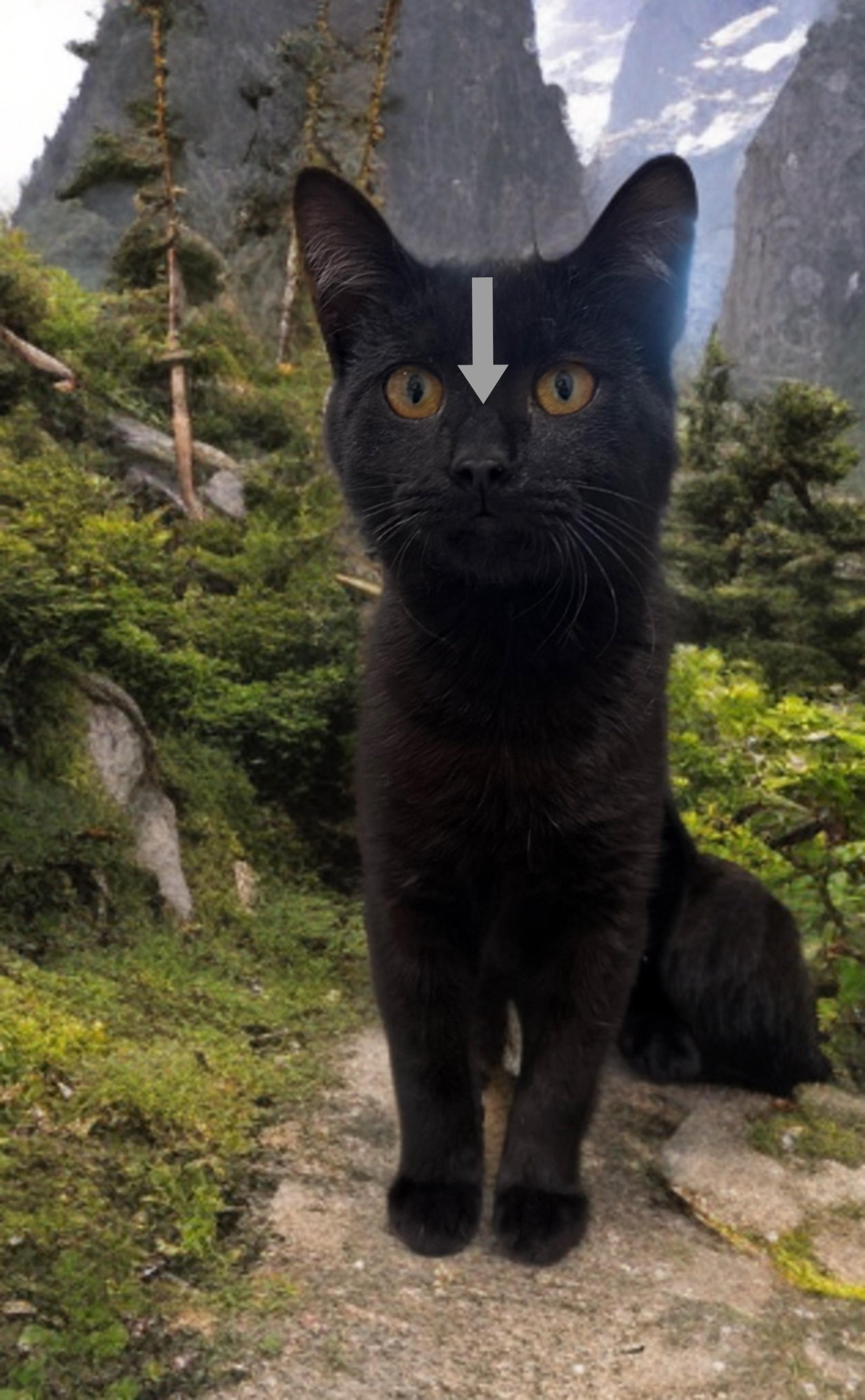 Buddy The Airbiscuit