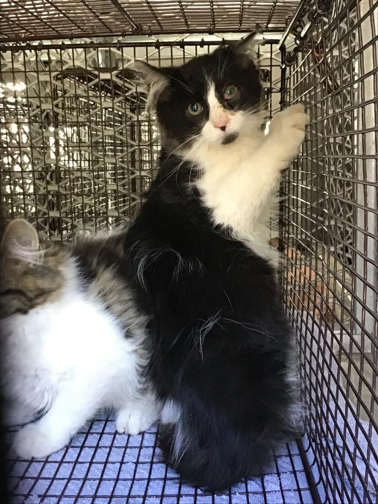 Cream Cheese Jalapeño Popper