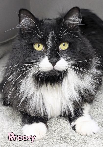 Breezy