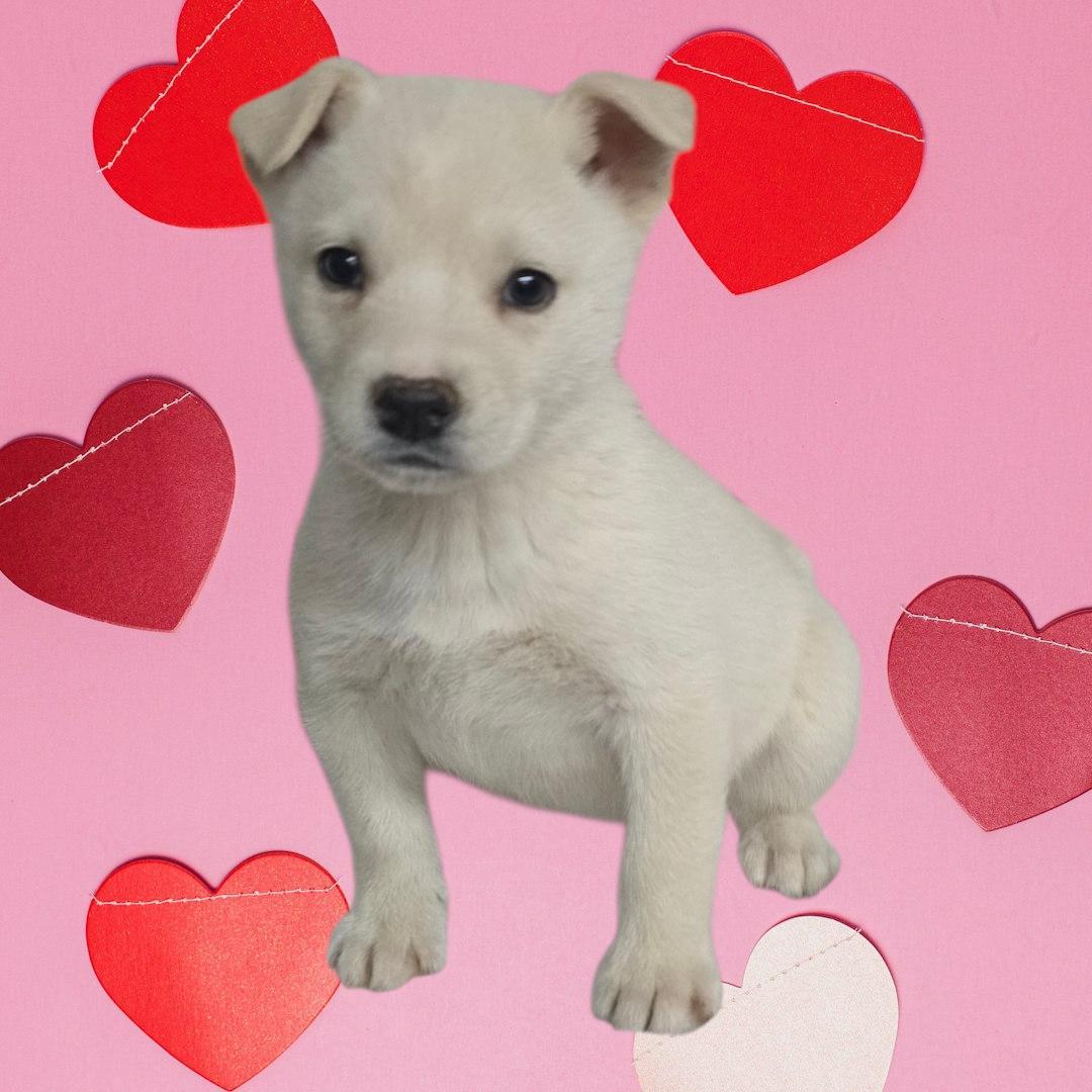 Blonde Male Husky Mix