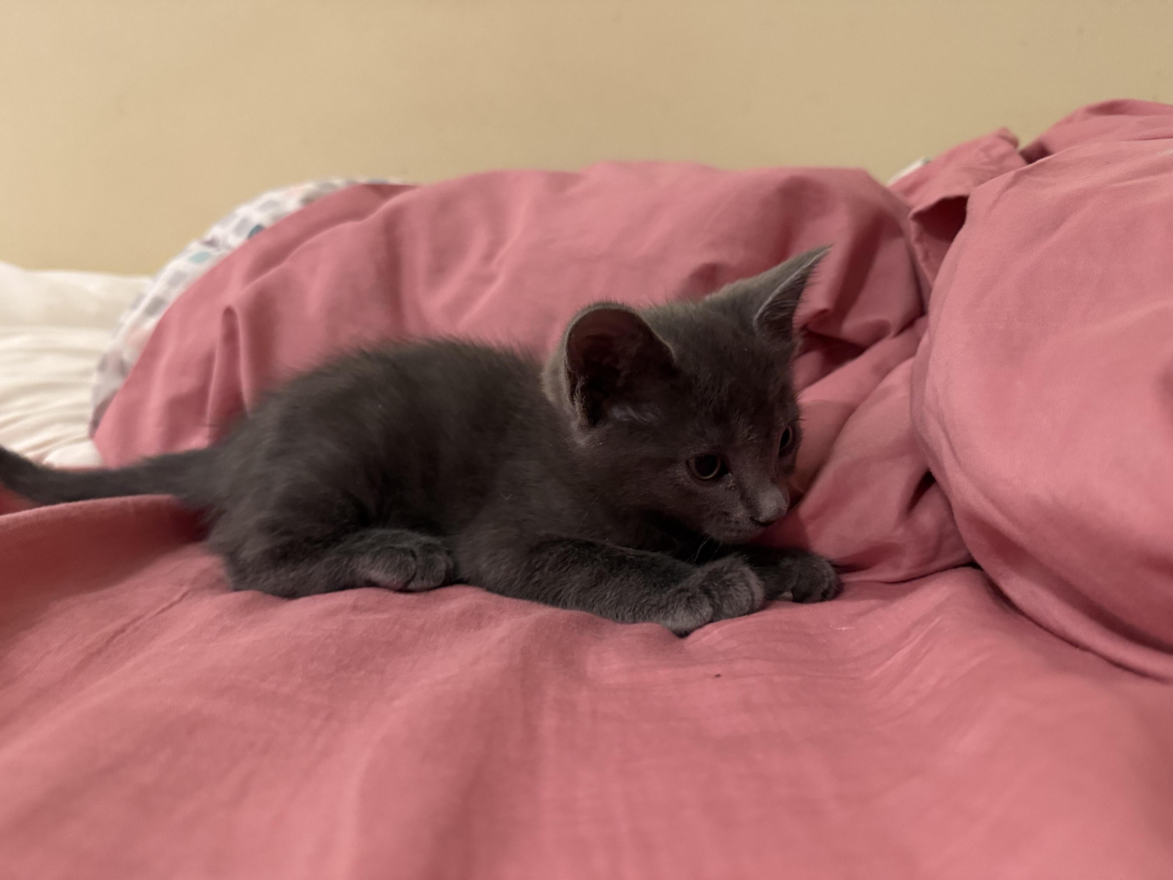 Ivan &bonded Siblings