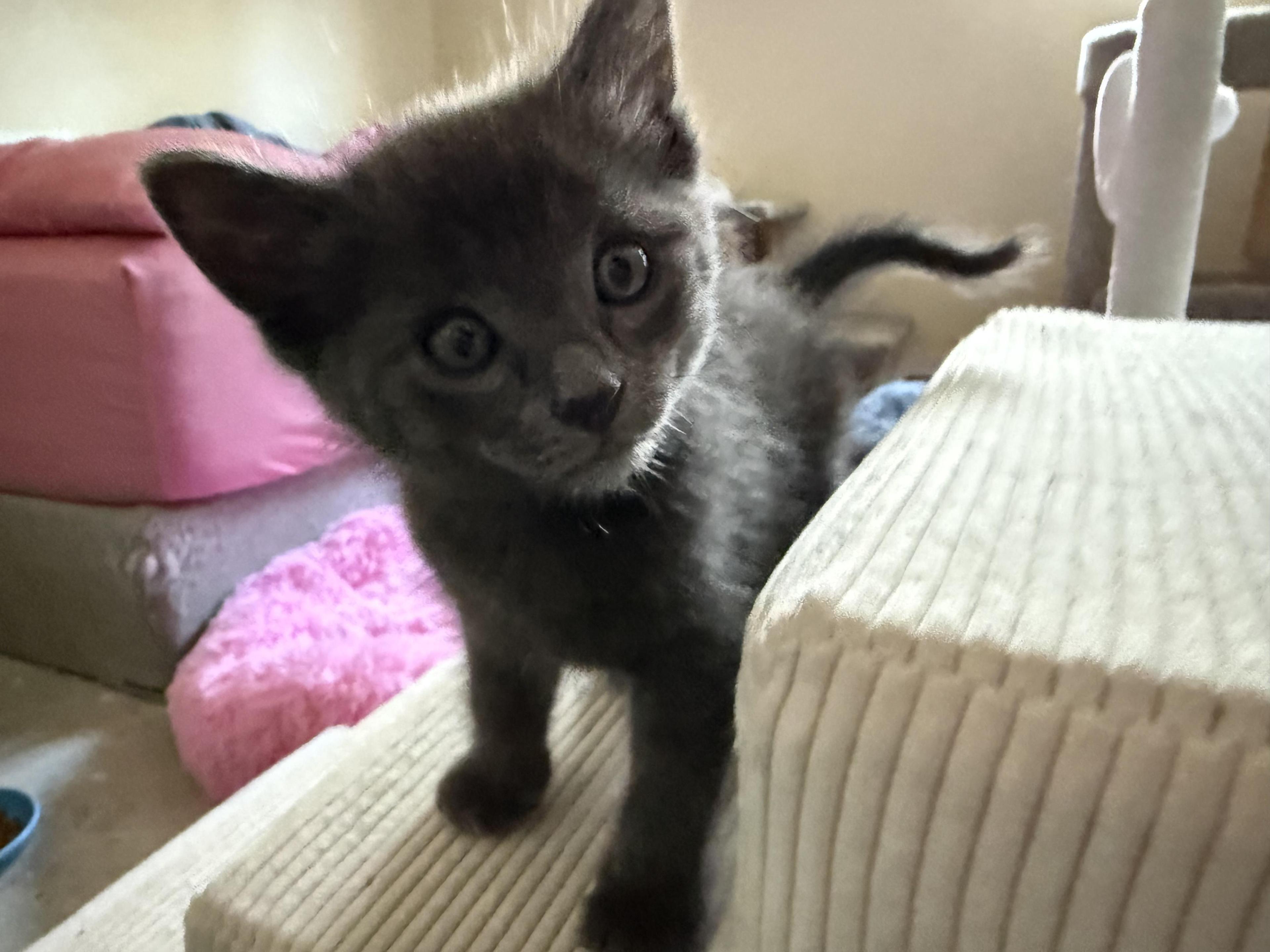 Teddy &bonded Siblings