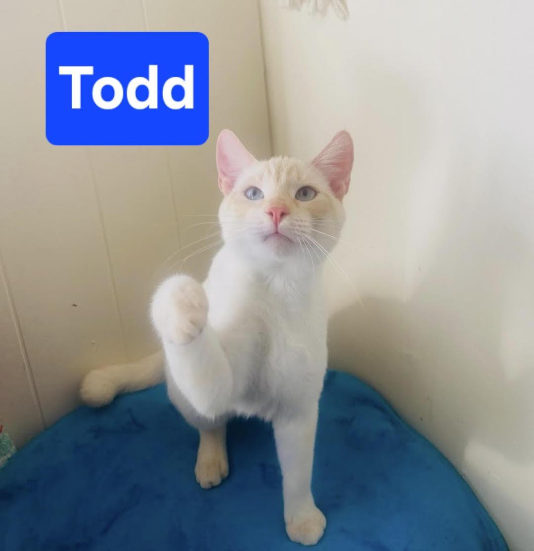 Todd