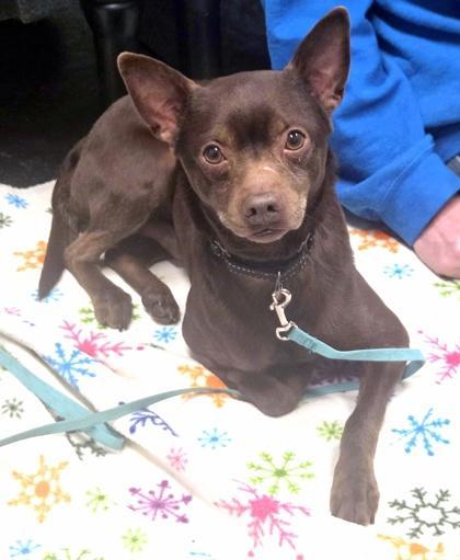 Flashso Sweet & Gentle