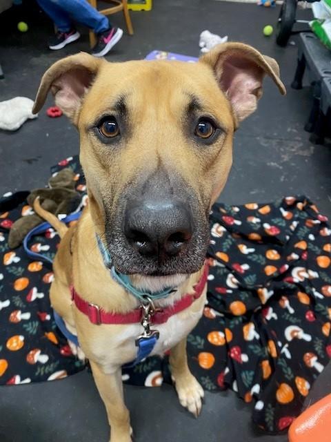 Wheelerpotty Trained & Crate