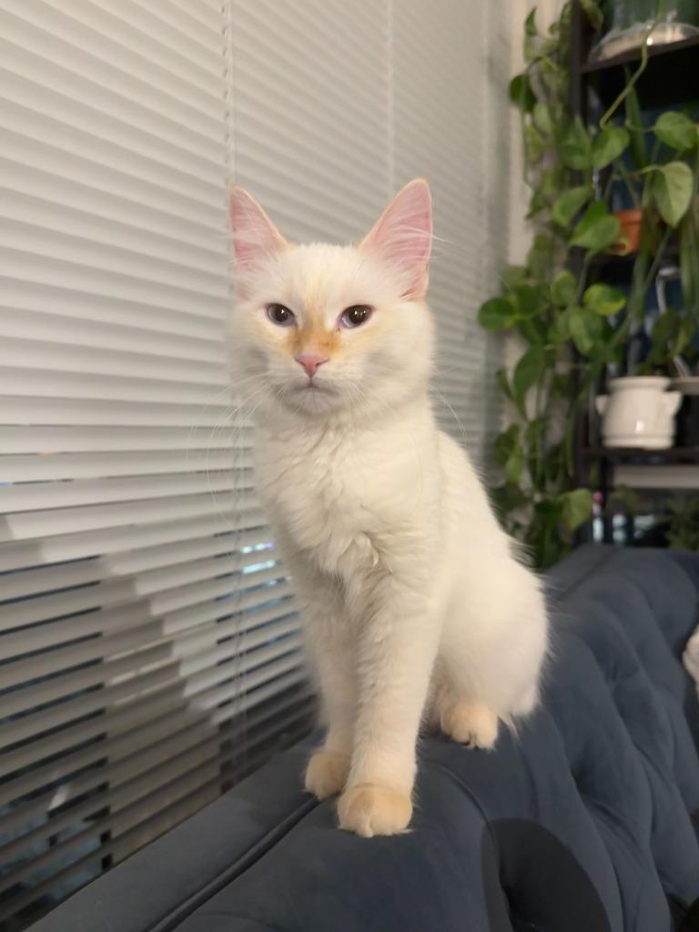 Rosa No Longer Accepting