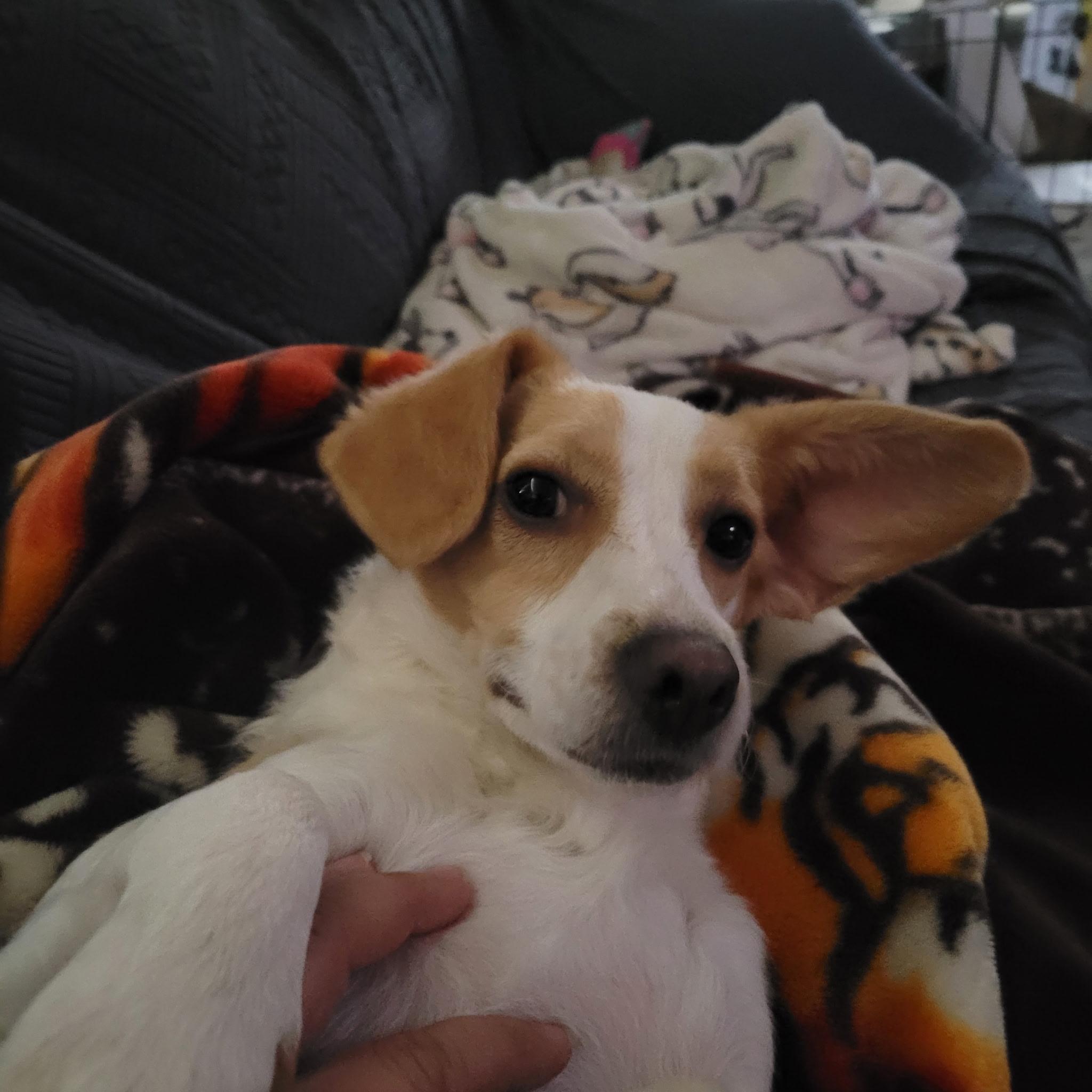 Dobby The Tumbleweed