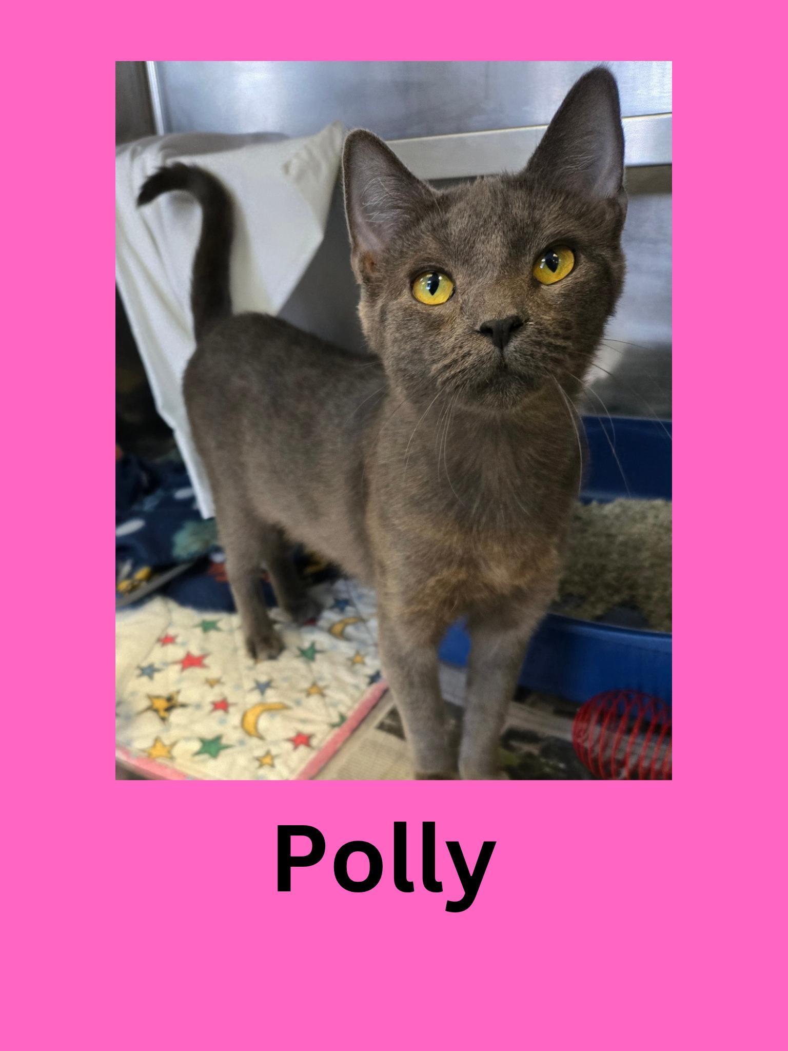 Polly
