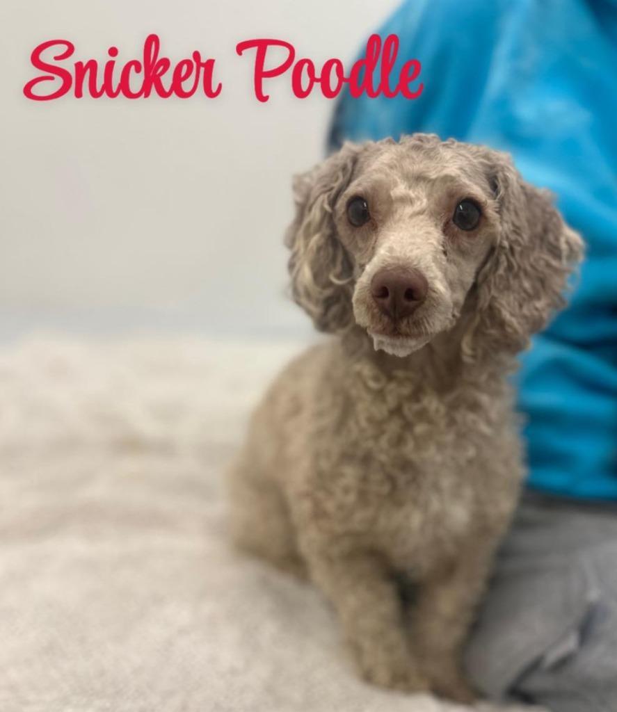 Snickerpoodle
