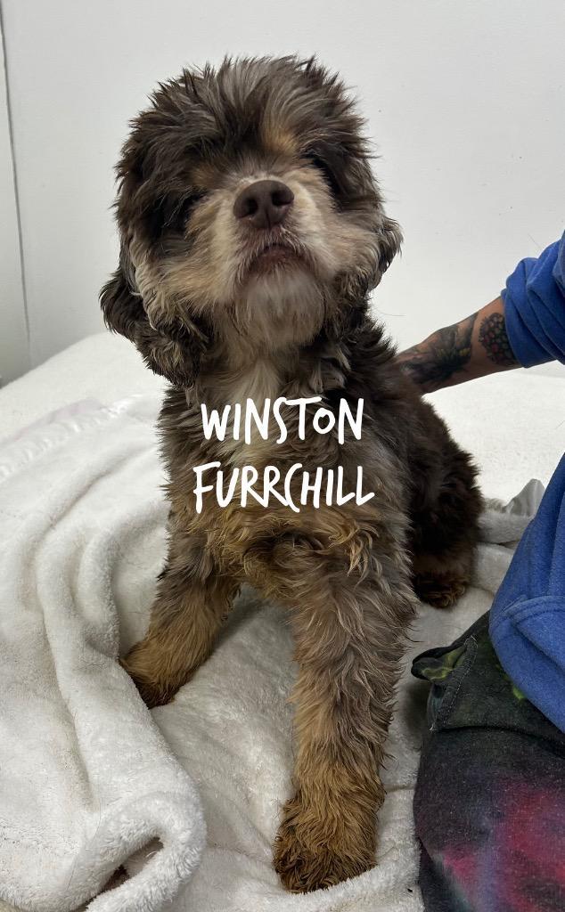 Winston Furrchill