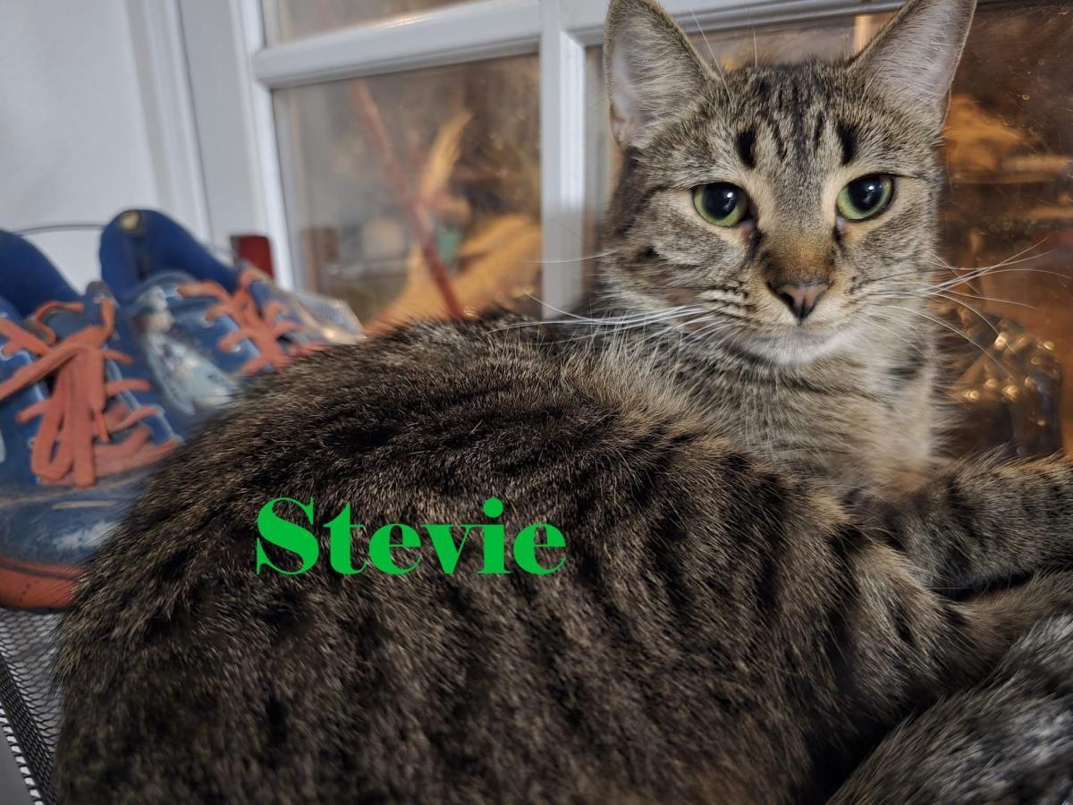 Stevie Nicks Honeybun