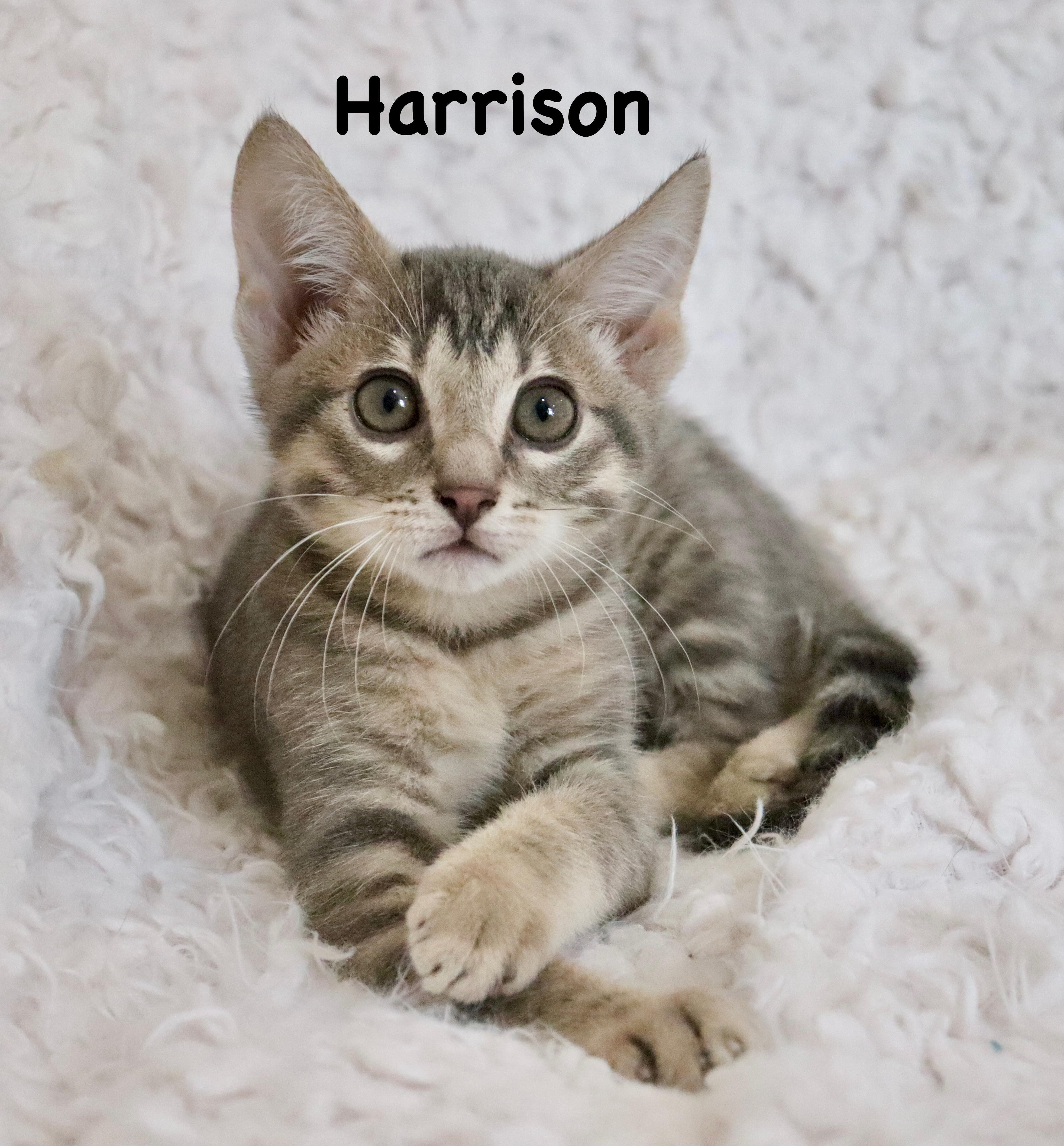Harrison