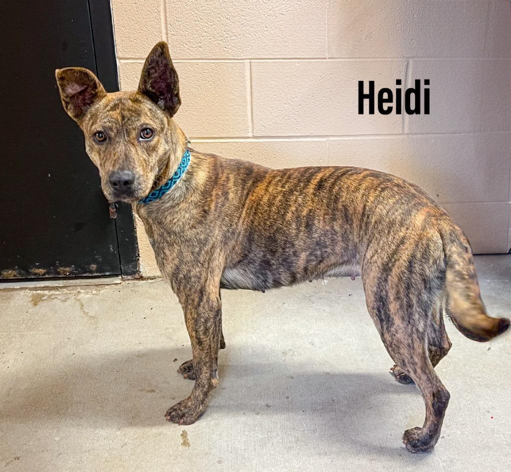 Heidi