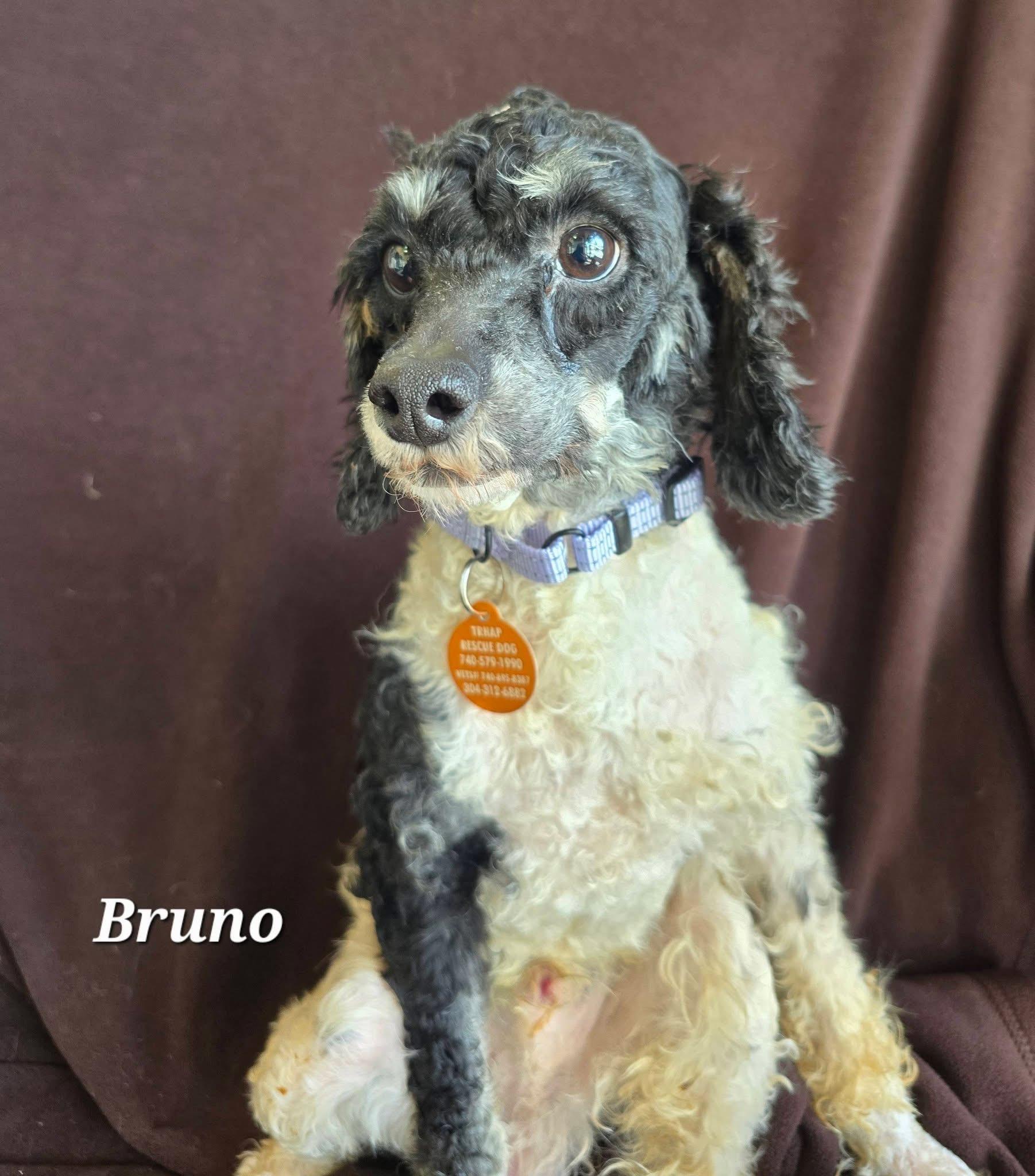Bruno
