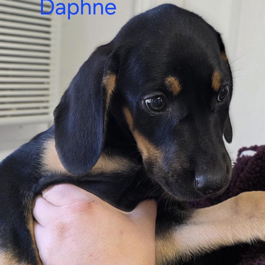 Daphne