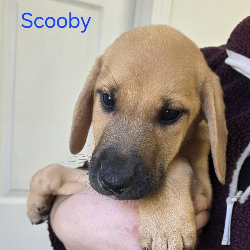 Scooby