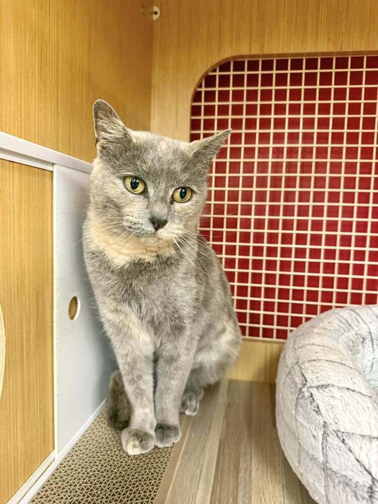 Momma Quesare Featured At