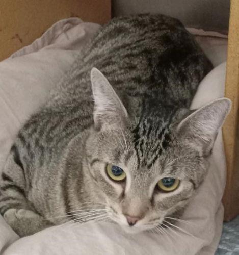 Jasper Petsmart Plantation