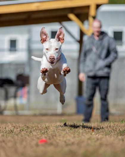 Nova Fka Tina Terrier