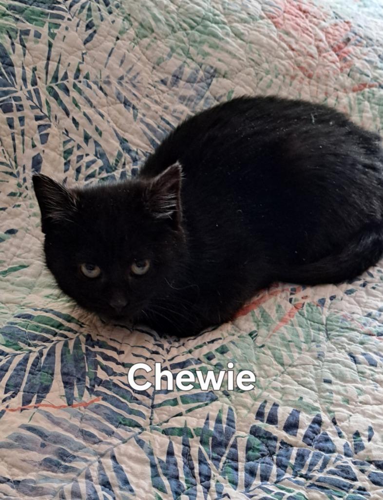 Chewie