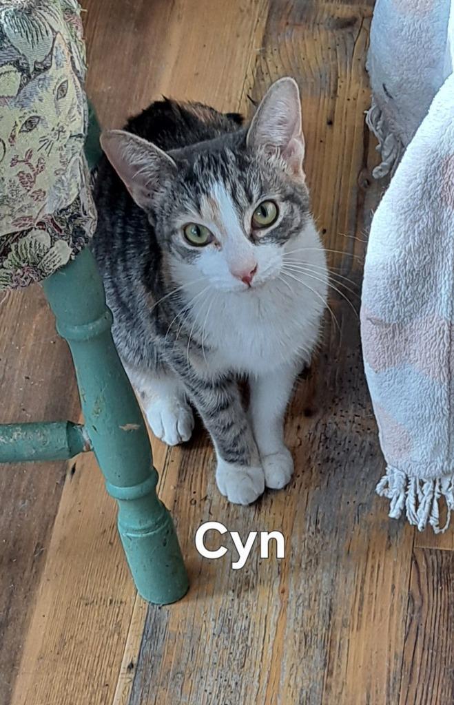 Cyn