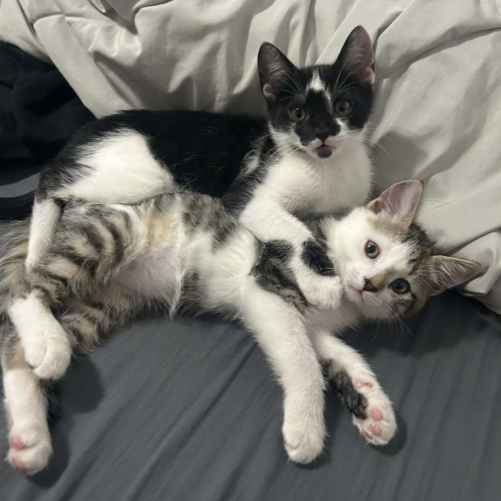 Dinner Bone Hinckley