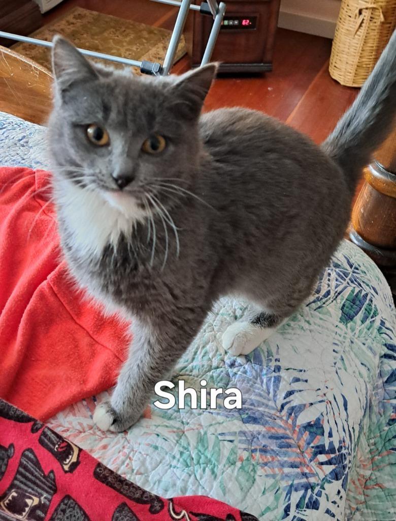Shira