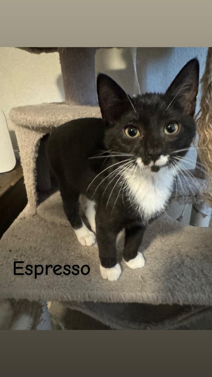 Espresso