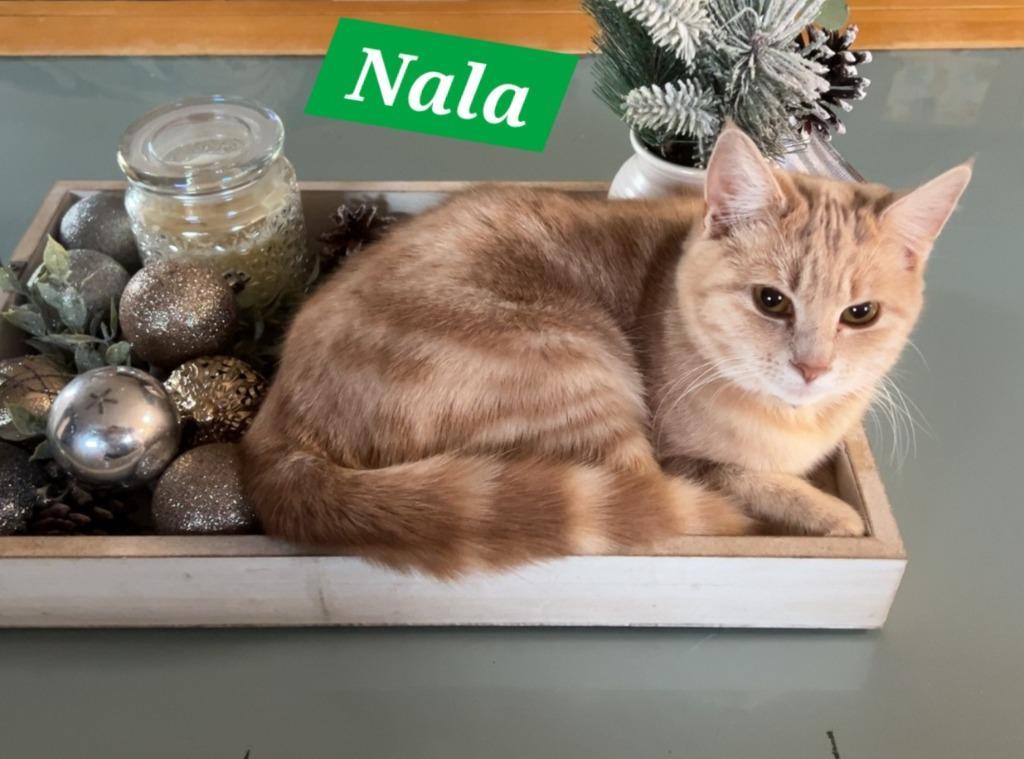 Nala