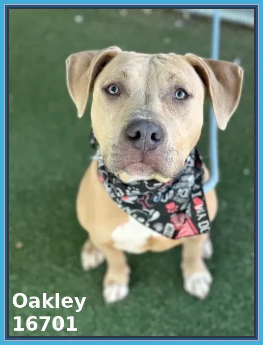 Oakley